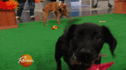 happy dog GIF by Rachael Ray Show