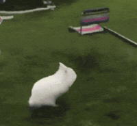 Bunny Jumping GIF