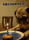happy birthday dog GIF