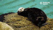 Tired Sea Otter GIF by Monterey Bay Aquarium