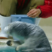aww otter GIF