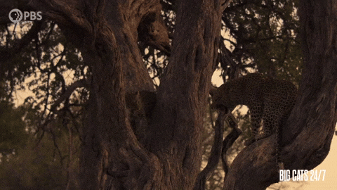 Season 2 Trees GIF by PBS