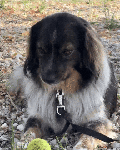 Tvln GIF by The Vanlife Network