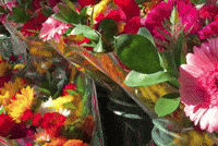 Flowers Rose GIF by This Bushwick Life