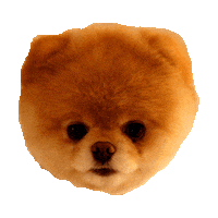 boo pomeranian STICKER by imoji