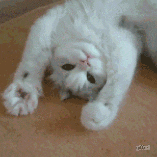 cat stretching GIF