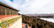 china peking GIF