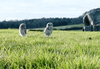 owl GIF