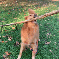 Visitphillyabbystyle dog comedy help big GIF