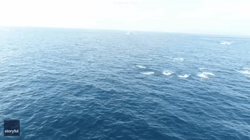 Drone Captures Orcas Hunting Dolphins Off Southern California