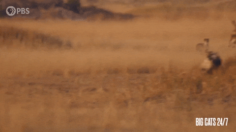 Season 2 Chase GIF by PBS