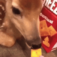 palesnaile animal deer cheezit needydragon GIF
