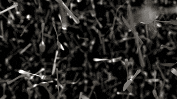 Infinite Loop Looping GIF by CmdrKitten