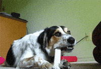 cat lol GIF