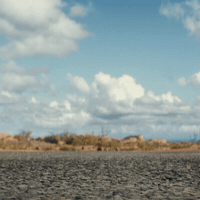 CoyoteACMEMovie looney tunes skates will forte roller skates GIF