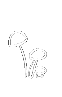 Mushrooms Champignons Sticker
