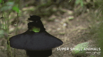 bbc happy dance cute animal GIF