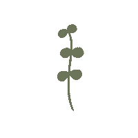 cyyuuu nature green leaves leave Sticker