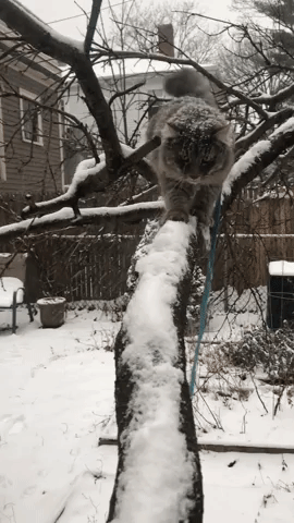 cat snow GIF