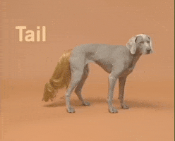 Happy William Wegman GIF by Jason Clarke