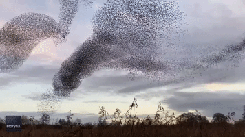 ‘Stunning’ Starling Murmuration Fills Sky Above the English Countryside