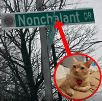 Cool Cat GIF