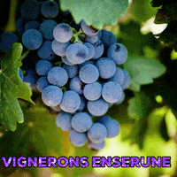 vigneronsenserune  GIF