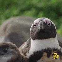 Snuggling Great White GIF by Shark Week