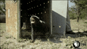 Pbs Nature GIF by Nature on PBS