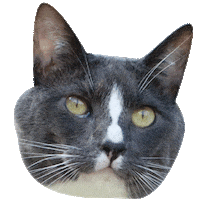 Cat Mood Sticker by PetSmart