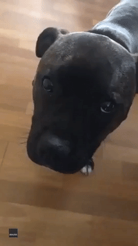 Dog Sulks Because Human Won't Play With Him and His Favourite Toy