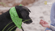 pupparazzi puppy potty face GIF by Nat Geo Wild
