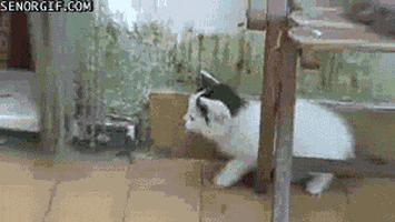 cat curtains GIF by Cheezburger
