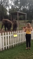 Elephants Dance and Sway to Violin Music