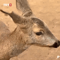 Trip No GIF by TRT