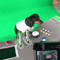 green screen dogs GIF