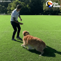 Dog GIF by The Dodo