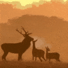 deer GIF by molehill