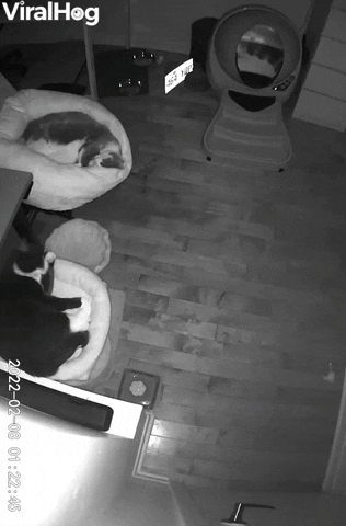 Fluffy Bed Flips Over On Stretching Kitty GIF by ViralHog