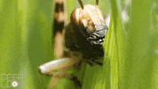 GIF by KQEDScience