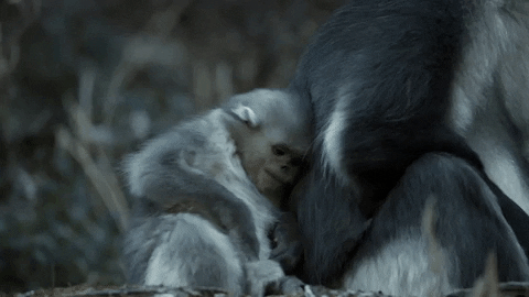 baby hug GIF by BBC Earth