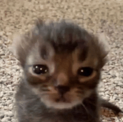 Sad Cat GIF