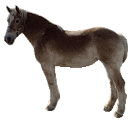 Draft Horse Sticker by Elk Grove Milling Stable Mix