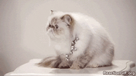cat reaction GIF
