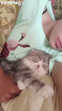 Cat Asks For Kiss Before Bed GIF by ViralHog