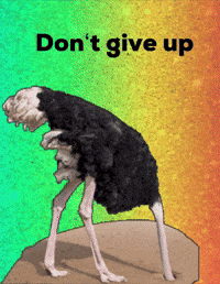 Bird Dont Give Up GIF