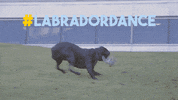 labrador jacky GIF by Coventry University