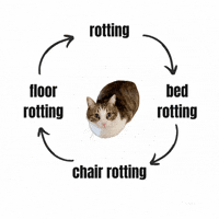 Cat Meme GIF by Furrend