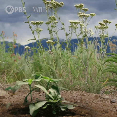 Pbs Nature Spring GIF by Nature on PBS