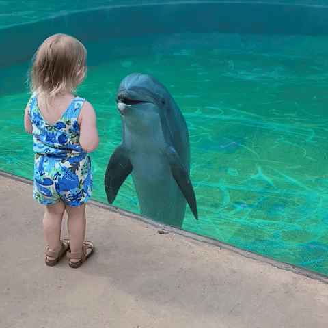 Dolphin Stops to 'Talk' to Toddler